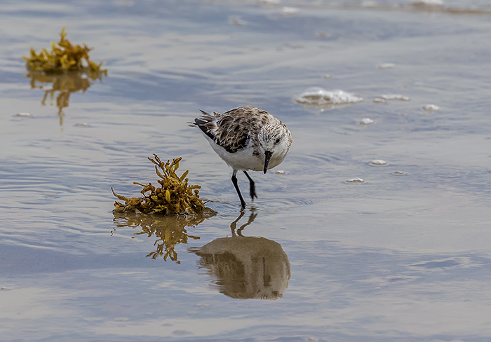 Sanderling, Padre Island National Seashore / Rebecca Latson Sanderling, Padre Island National Seashore / Rebecca Latson