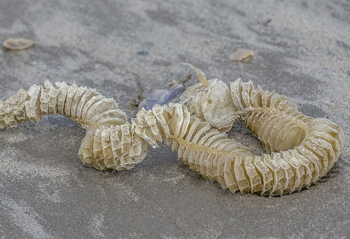 A lightning whelk egg case, Padre Island National Seashore / Rebecca Latson A lightning whelk egg case, Padre Island National Seashore / Rebecca Latson
