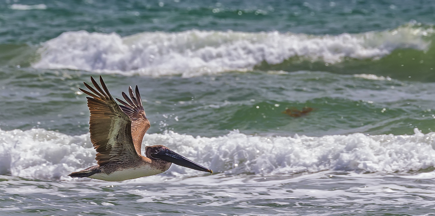 Padre Island National Seashore will close for the long Fourth of July weekend/Rebecca Latson file