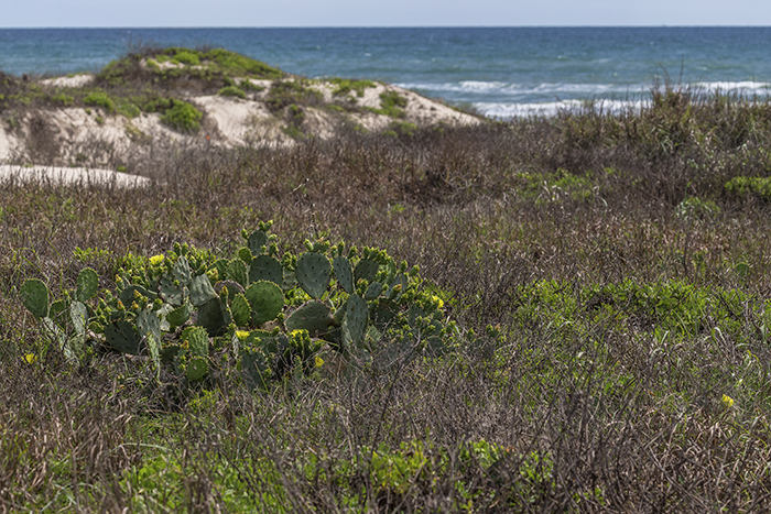 Cactus on the coastline, Padre Island National Seashore / Rebecca Latson Cactus on the coastline, Padre Island National Seashore / Rebecca Latson