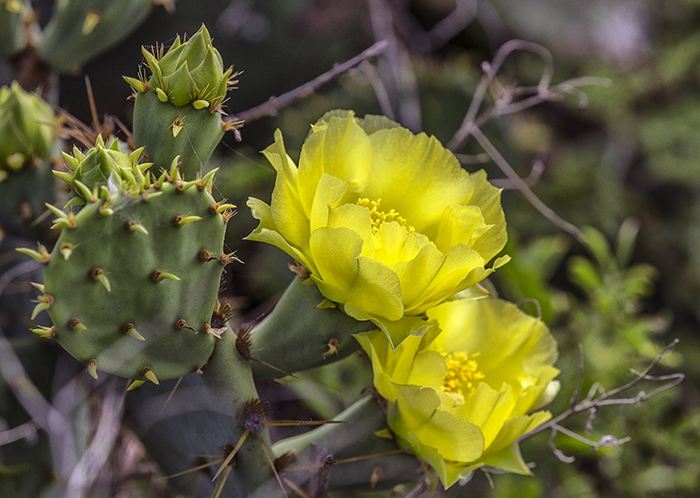 Prickly pear cactus bloom, Padre Island National Seashore / Rebecca Latson Prickly pear cactus bloom, Padre Island National Seashore / Rebecca Latson