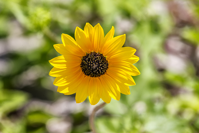 Common sunflower, Padre Island National Seashore / Rebecca Latson Common sunflower, Padre Island National Seashore / Rebecca Latson