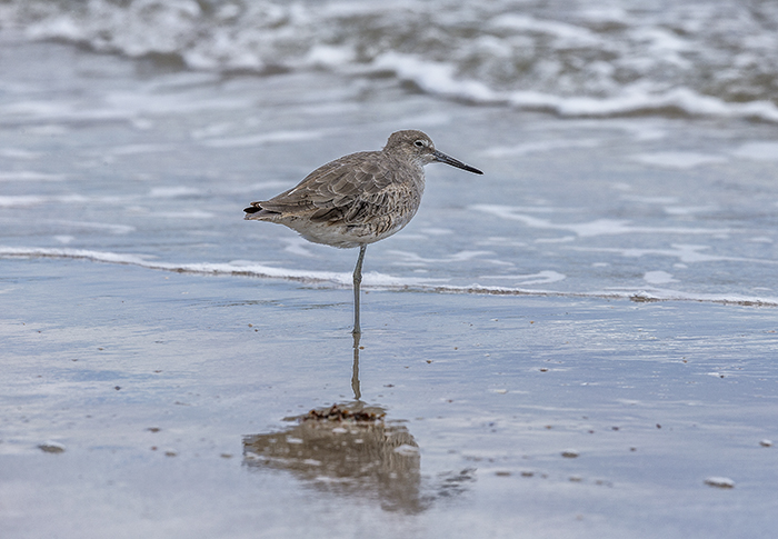 Willet, Padre Island National Seashore / Rebecca Latson Willet, Padre Island National Seashore / Rebecca Latson