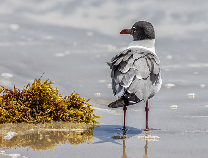 Laughing Gull, Padre Island National Seashore / Rebecca Latson Laughing Gull, Padre Island National Seashore / Rebecca Latson