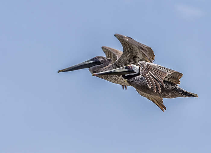 Brown pelicans in flight, Padre Island National Seashore / Rebecca Latson Brown pelicans in flight, Padre Island National Seashore / Rebecca Latson