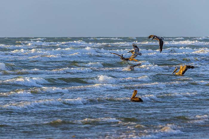 Brown pelicans fishing for breakfast, Padre Island National Seashore / Rebecca Latson Brown pelicans fishing for breakfast, Padre Island National Seashore / Rebecca Latson