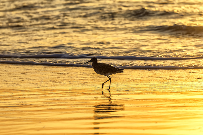 A willet's morning breakfast run, Padre Island National Seashore / Rebecca Latson A willet's morning breakfast run, Padre Island National Seashore / Rebecca Latson