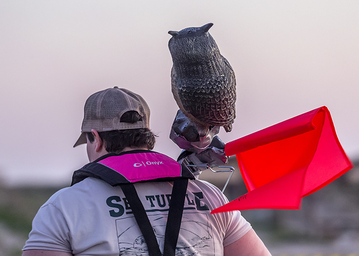 An owl to frighten the seagulls, Padre Island National Seashore / Rebecca Latson An owl to frighten the seagulls, Padre Island National Seashore / Rebecca Latson