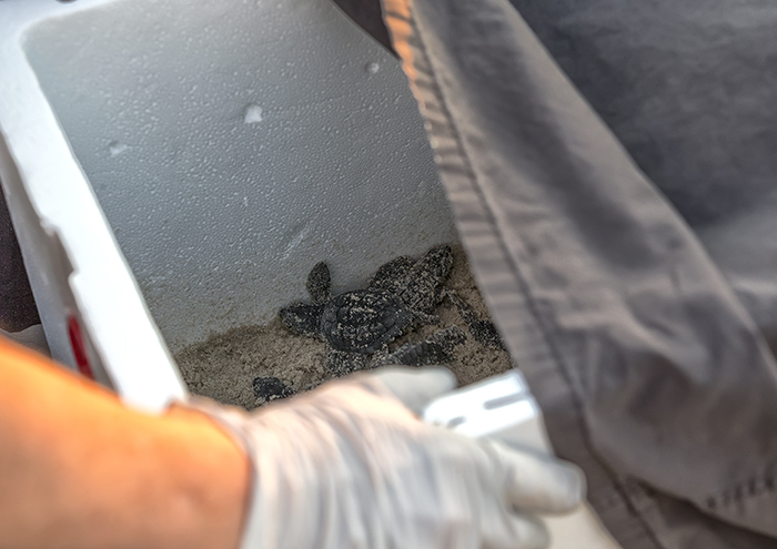 Ready for release, Padre Island National Seashore / Rebecca Latson Ready for release, Padre Island National Seashore / Rebecca Latson