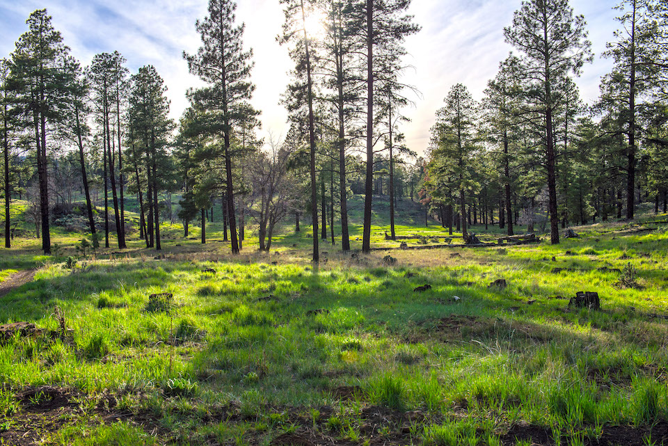 Head up to Mount Trumbull and you can surround yourself with Ponderosa groves/NPS