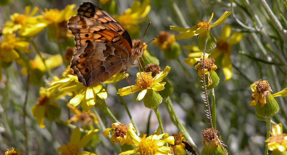 Guadalupe Mountains National Park/NPS