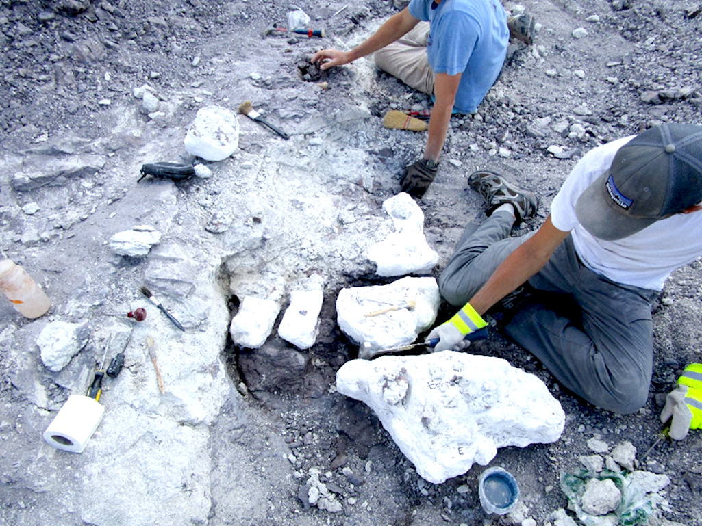 Paleontologists excavating fossils from the site in 2014/NPS Paleontologists excavating fossils from the site in 2014/NPS