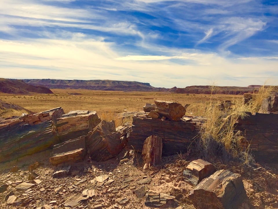 The Lithodendron Forest in Petrified Forest National Park/Barbara Jensen