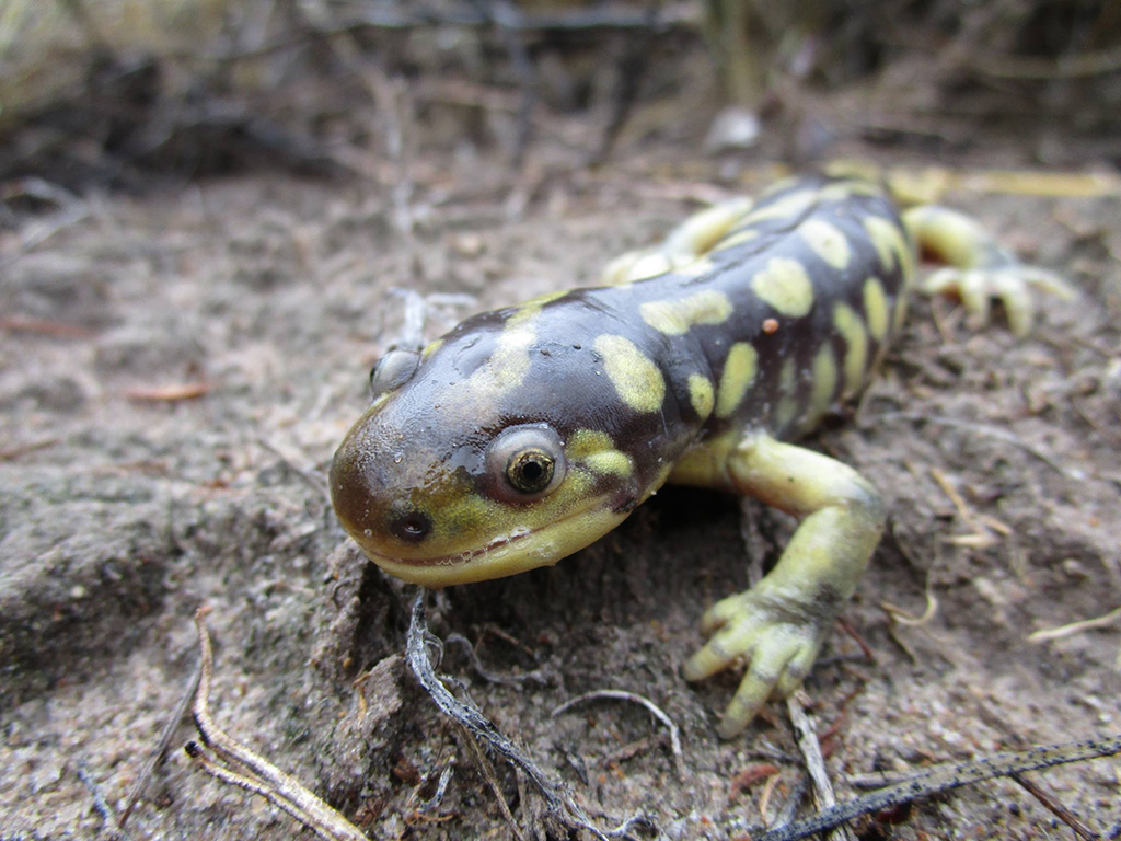 You might even see a salamander at Petrified Forest National Park / NPS file You might even see a salamander at Petrified Forest National Park / NPS file