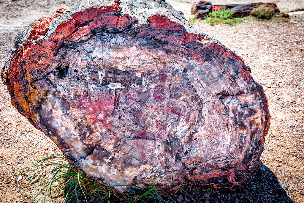 The many colors of petrified wood, Petrified Forest National Park / Rebecca Latson