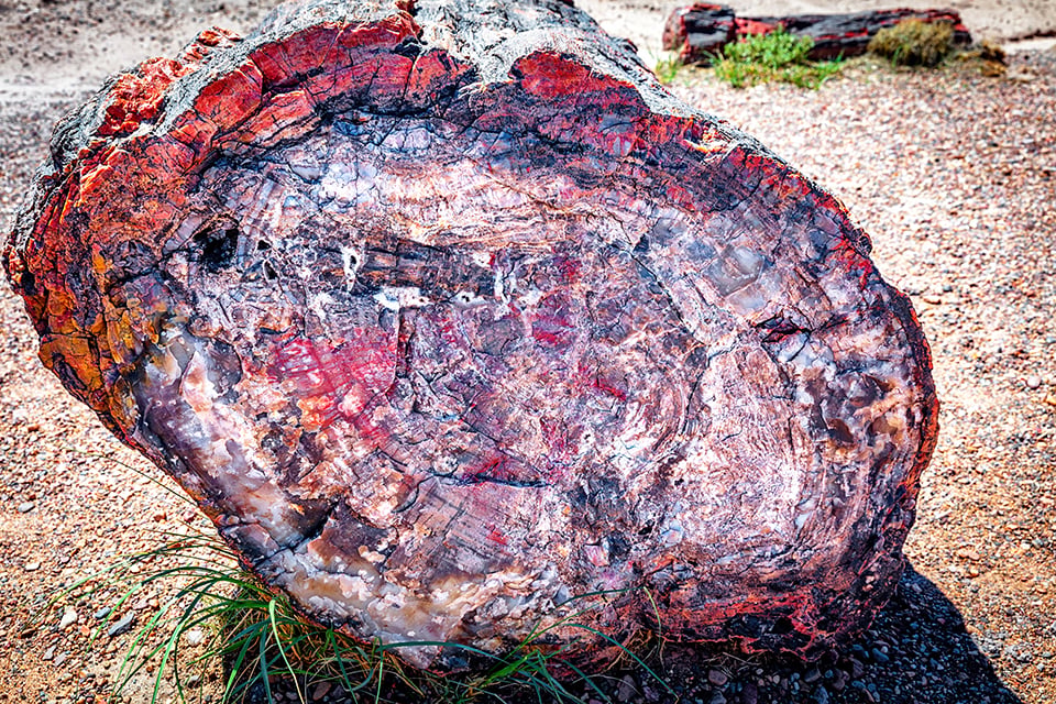 Colors in the silica of a petrified log, Petrified Forest National Park / Rebecca Latson Colors in the silica of a petrified log, Petrified Forest National Park / Rebecca Latson