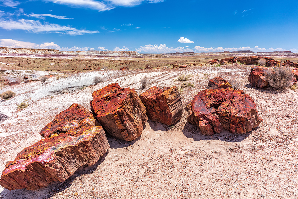 Colorful petrified logs along the Crystal Forest Trail, Petrified Forest National Park / Rebecca Latson Colorful petrified logs along the Crystal Forest Trail, Petrified Forest National Park / Rebecca Latson