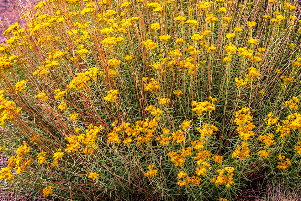 Rabbitbrush - the color of summer, Petrified Forest National Park / Rebecca Latson