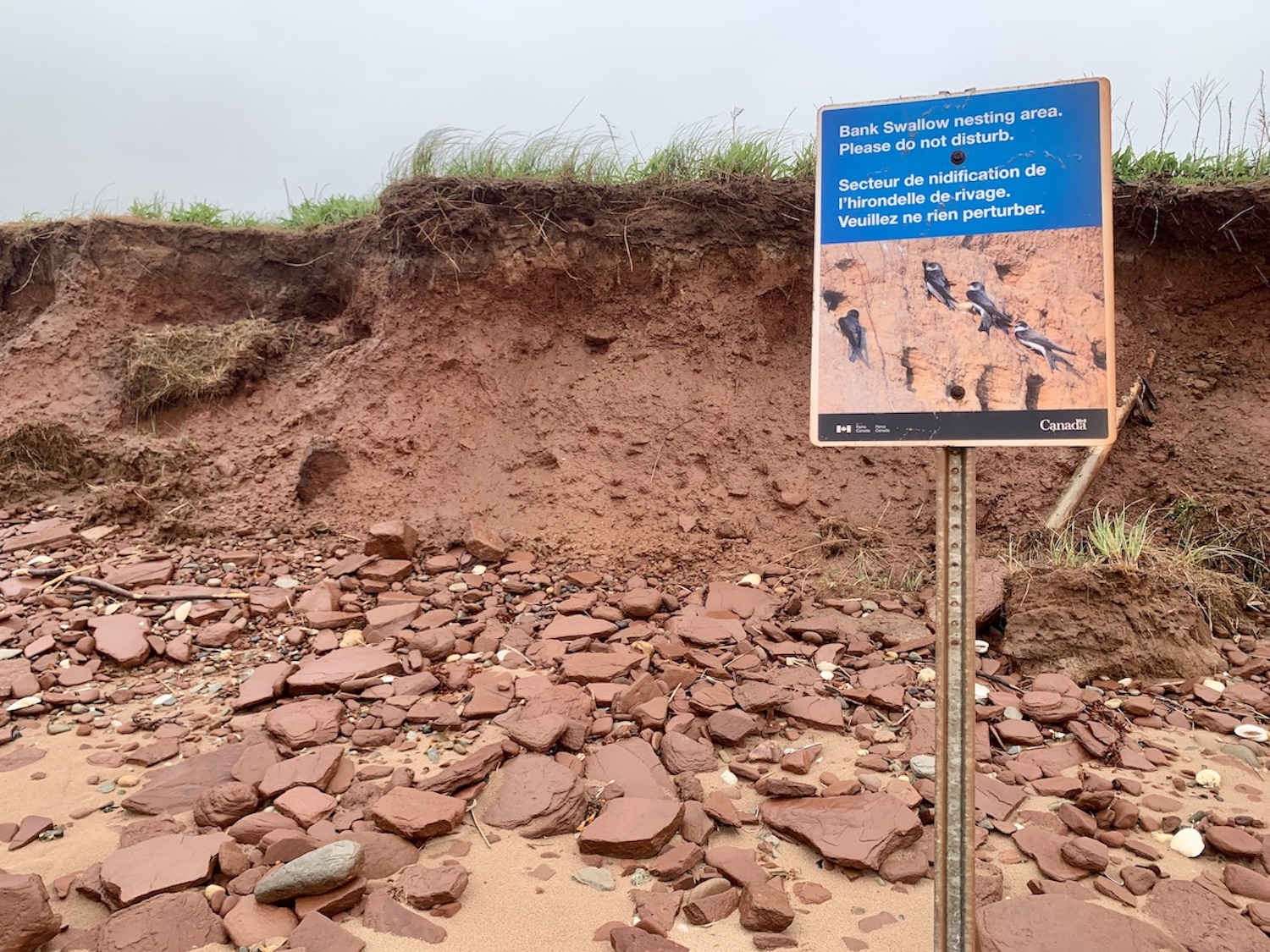 This Bank Swallow nesting site at Cavendish Campground and beach is protected. This Bank Swallow nesting site at Cavendish Campground and beach is protected.
