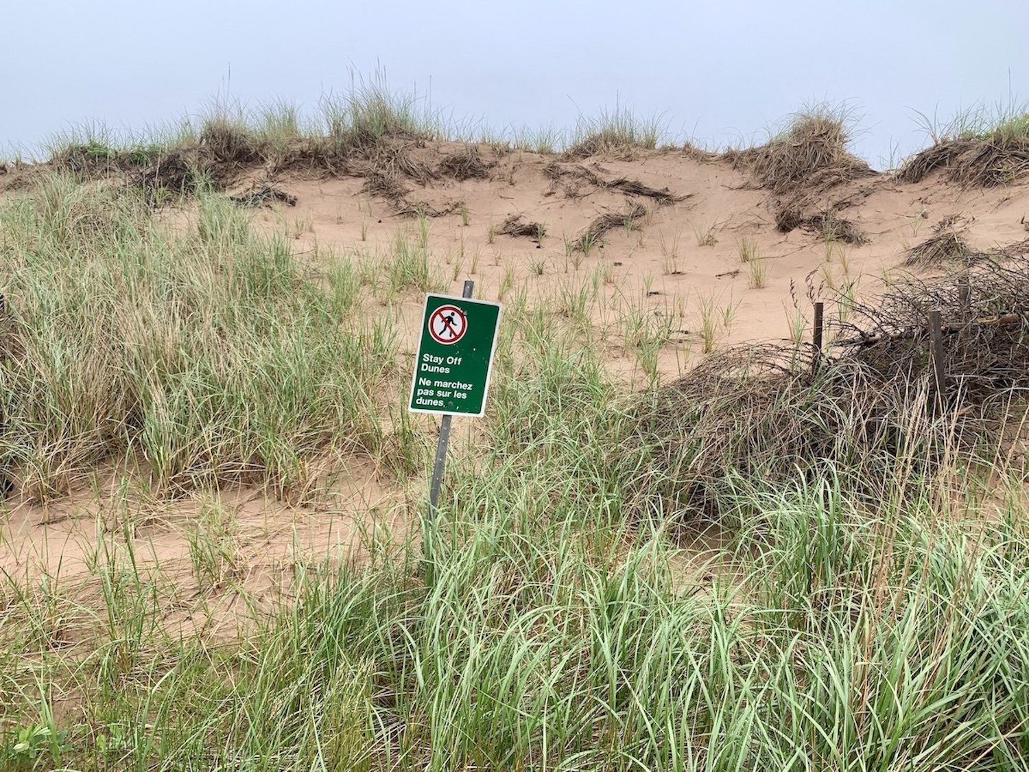 Walking on P.E.I. National Park's sand dunes has been banned since 2021. Walking on P.E.I. National Park's sand dunes has been banned since 2021.