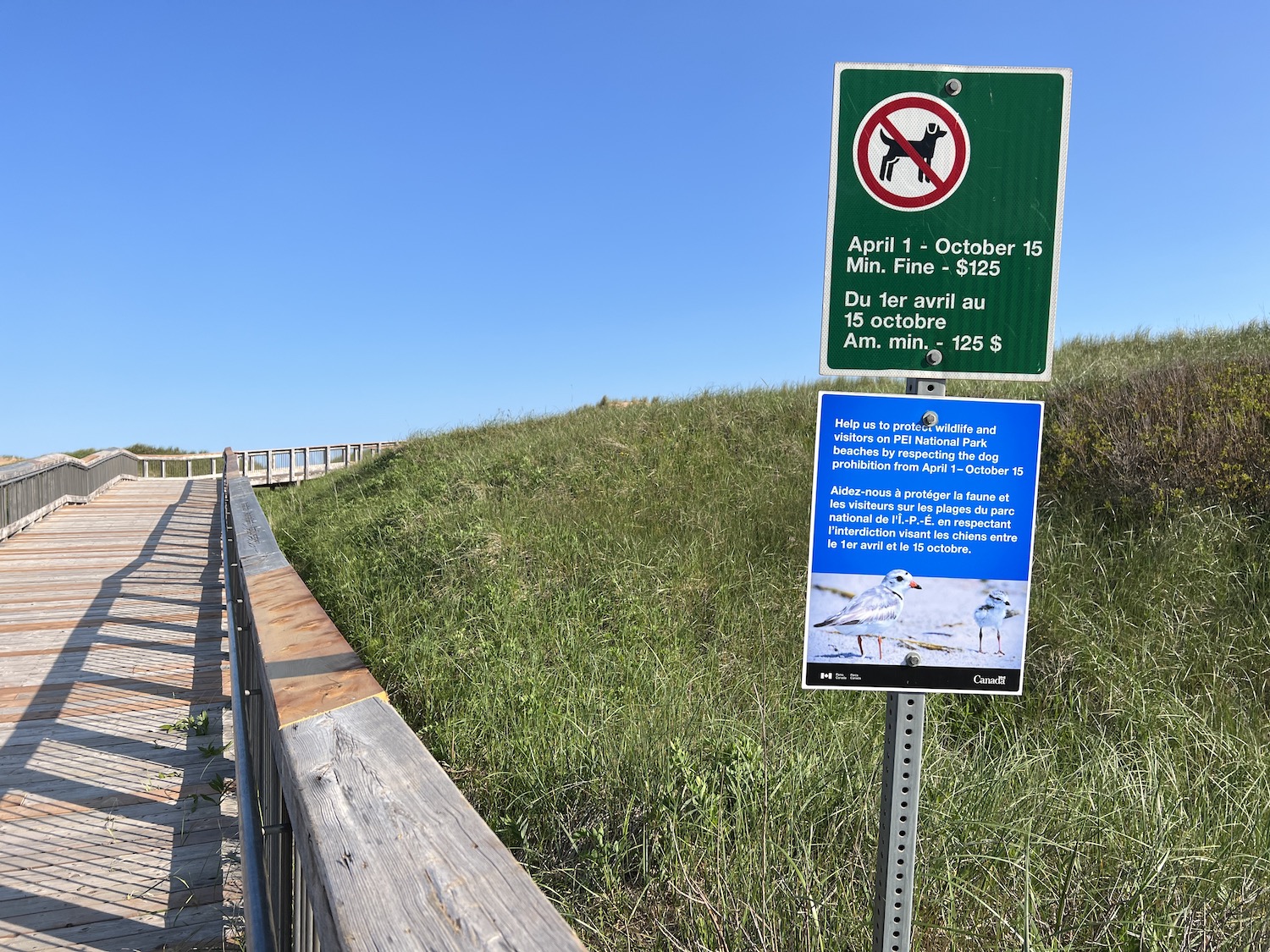 Dogs and other domestic animals are banned from PEI National Park beaches during Piping Plover nesting season. Dogs and other domestic animals are banned from PEI National Park beaches during Piping Plover nesting season.