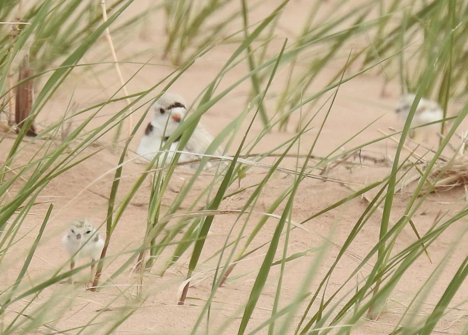 A Piping Plover keeps a watchful eye on two chicks exploring the sandy beach in Prince Edward Island National Park/Lily McLaine, Parks Canada