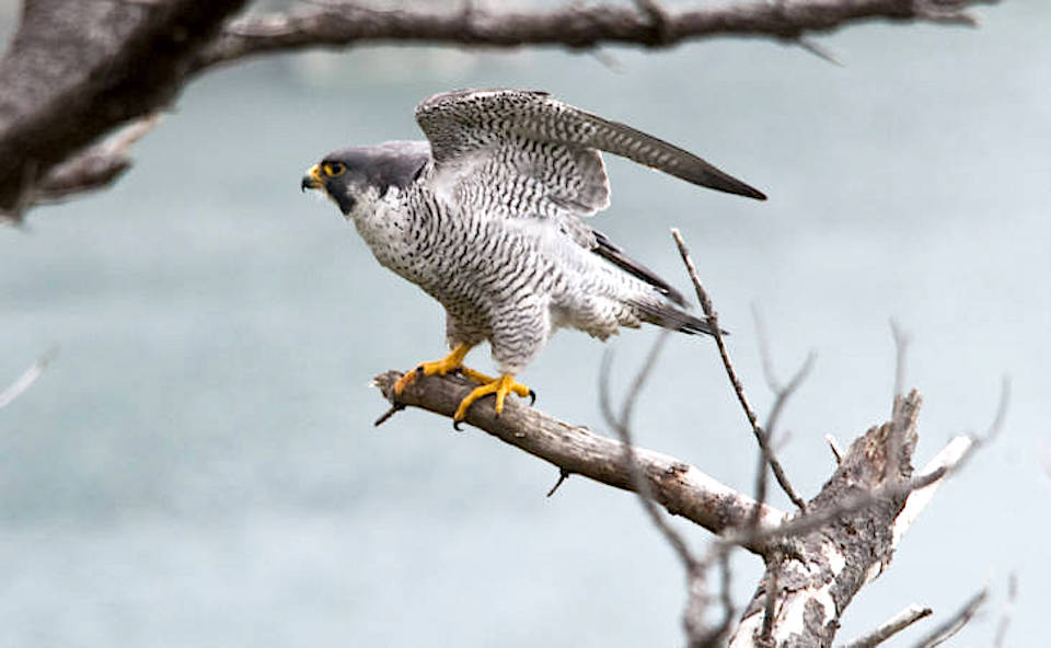 Two climbing areas in North Cascades National Park Complex are closing while peregrine falcons nest/USFWS file