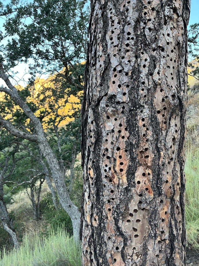 Acorn woodpeckers leave a trail of their activity in trees/Lori Sonken Acorn woodpeckers leave a trail of their activity in trees/Lori Sonken