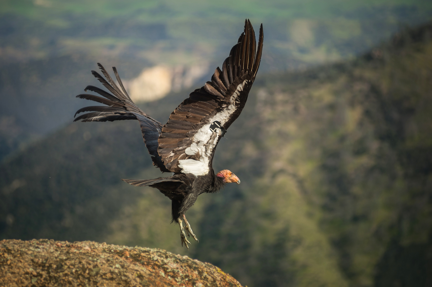 California condors raised in captivity are released into the wild at Pinnacles National Park/NPS California condors raised in captivity are released into the wild at Pinnacles National Park/NPS