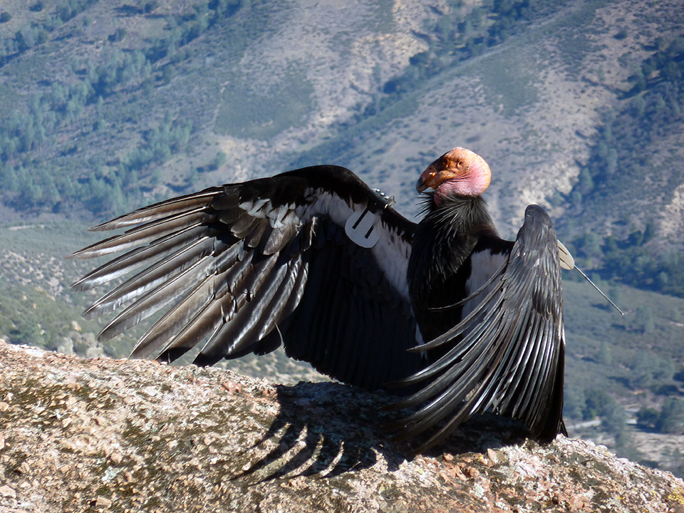 A California condor sunning itself, Pinnacles National Park / National Park Service