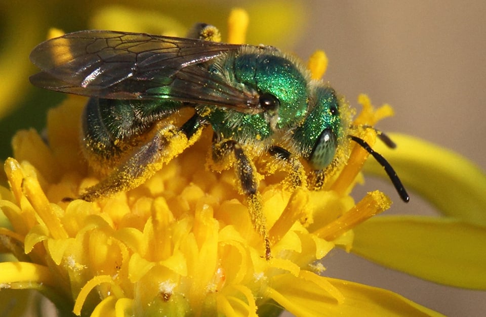 Green bee, Pinnacles National Park / National Park Service