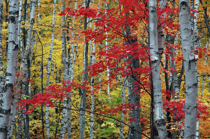 Fall colors at Pictured Rocks National Lakeshore/NPS
