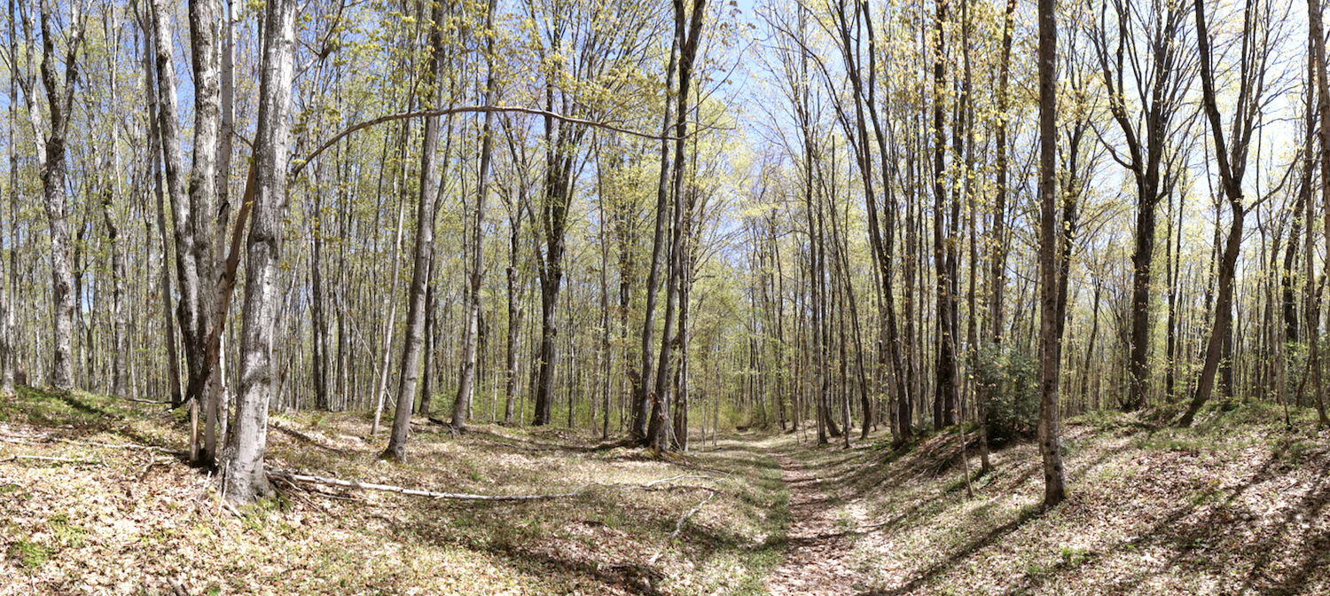 Trekking through the upland forest at Pictured Rocks National Lakeshore/Robert Pahre