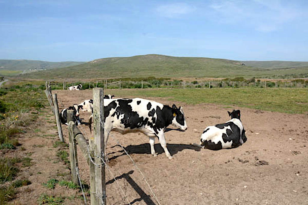 Is this kind of damage from private livestock the kind of impact the National Park Service should permit?/George Wuerthner 