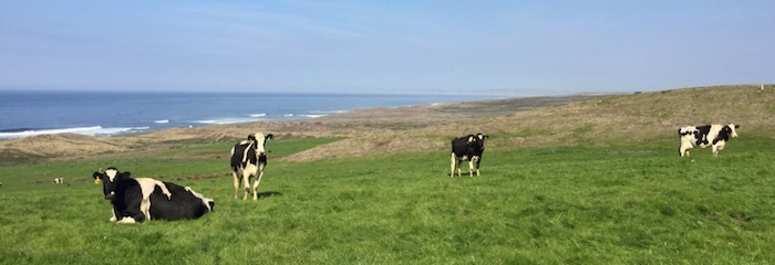Should cattle ranching continue to be permitted at Point Reyes National Seashore?/NPS