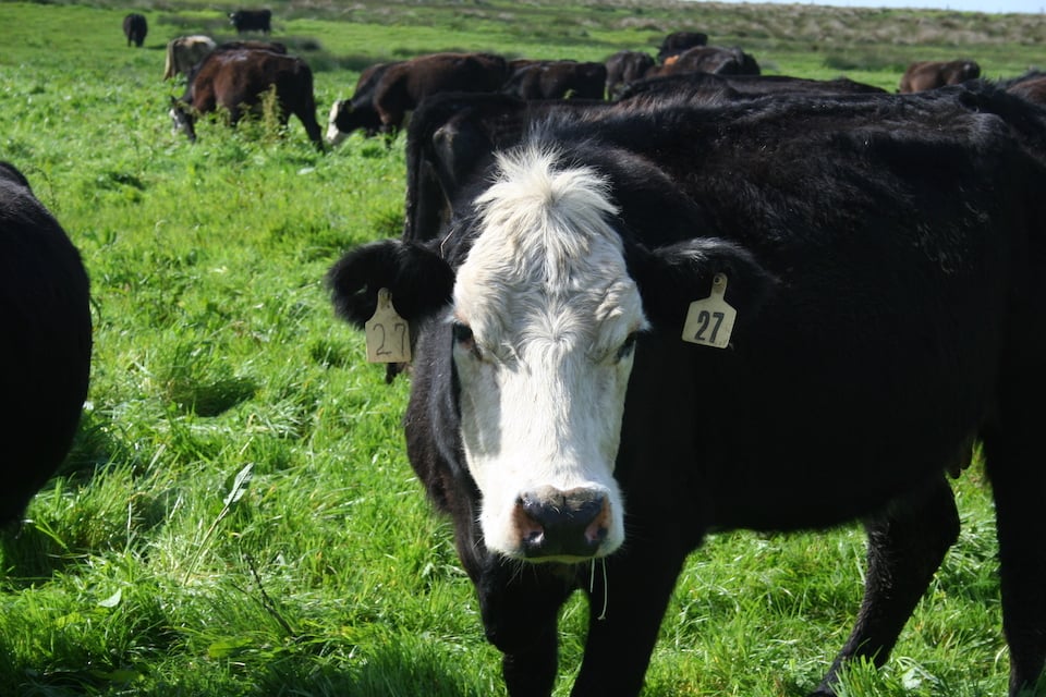 A pastoral zone was created decades ago to allow cattle to graze within Point Reyes National Seashore/Kevin Lunny
