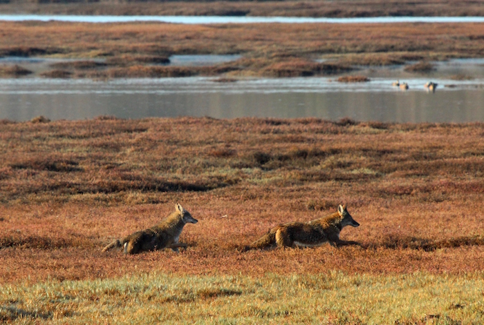 Coyotes At Point Reyes National Seashore/NPS