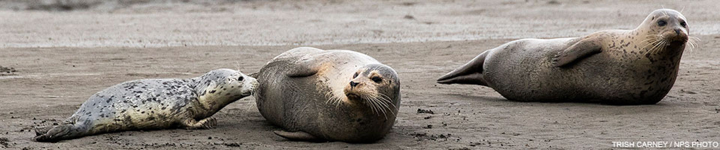 Various closures to protect wildlife have been implemented at Point Reyes National Seashore/NPS file Various closures to protect wildlife have been implemented at Point Reyes National Seashore/NPS file