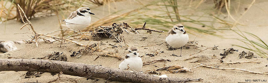 Nesting piping plovers require beach closures at Point Reyes National Seashore in California/NPS file Nesting piping plovers require beach closures at Point Reyes National Seashore in California/NPS file