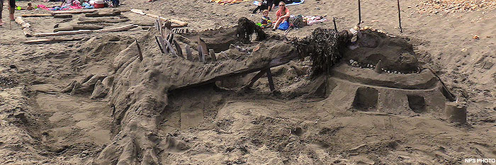 Sand dragon at Point Reyes National Seashore/NPS