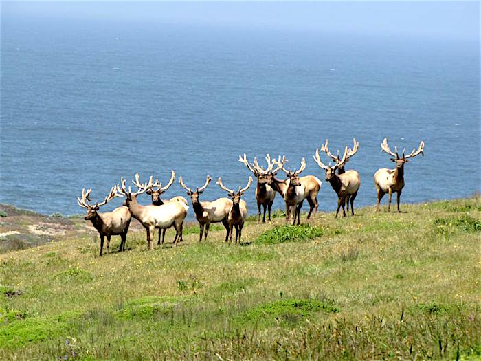 Tule elk at Point Reyes National Seashore/NPS