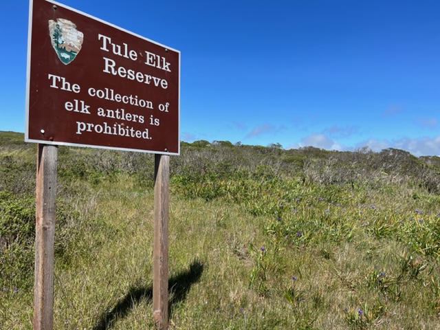 Tule elk were on the verge of extinction in California, in part because of cattle operations/Rita Beamish Tule elk were on the verge of extinction in California, in part because of cattle operations/Rita Beamish