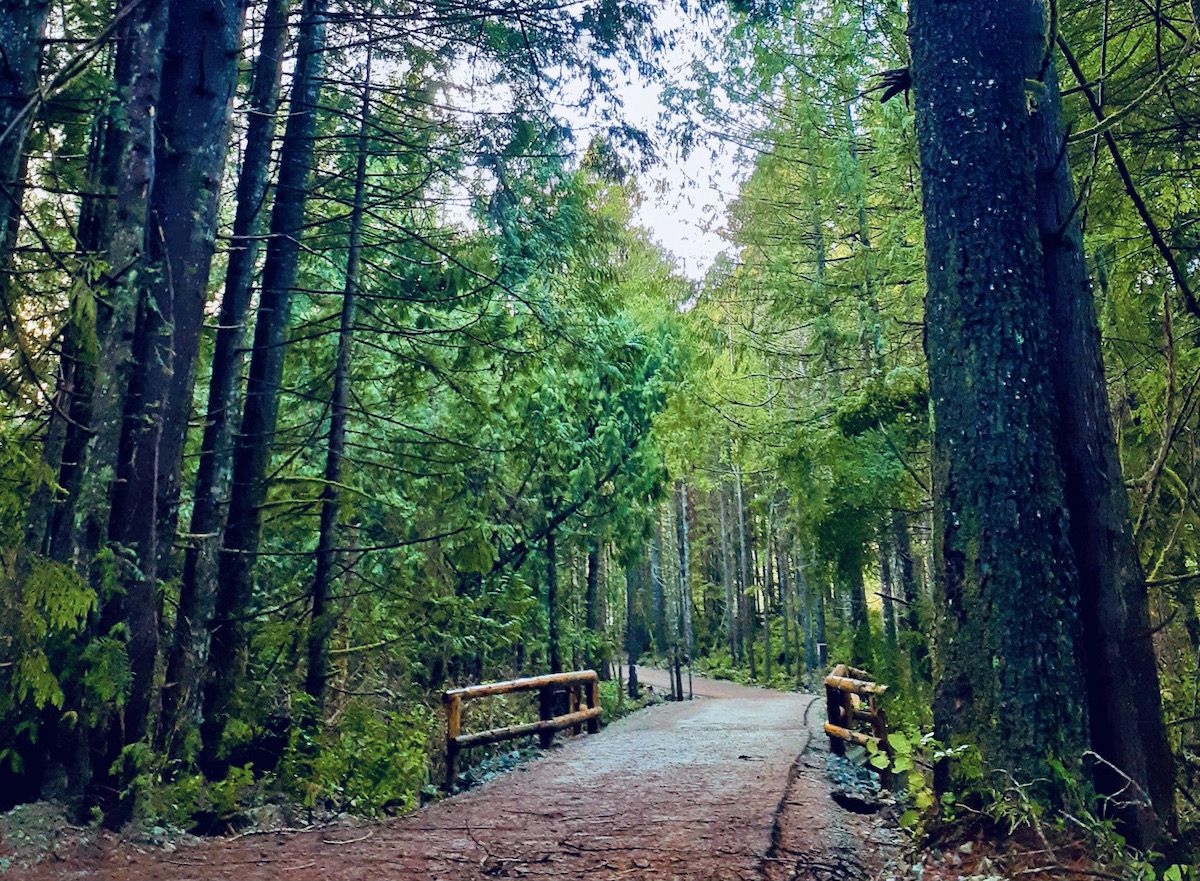 A new paved pathway through Pacific Rim National Park Reserve turns trees cleared for the project into boardwalks, railings and fences.