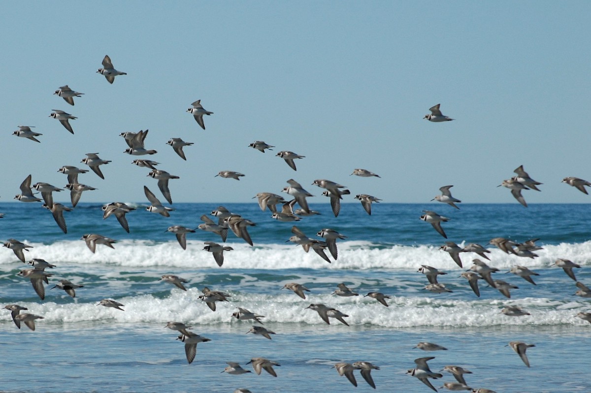 Migrating seabirds are getting protection from dogs in Pacific Rim National Park Reserve. Migrating seabirds are getting protection from dogs in Pacific Rim National Park Reserve.