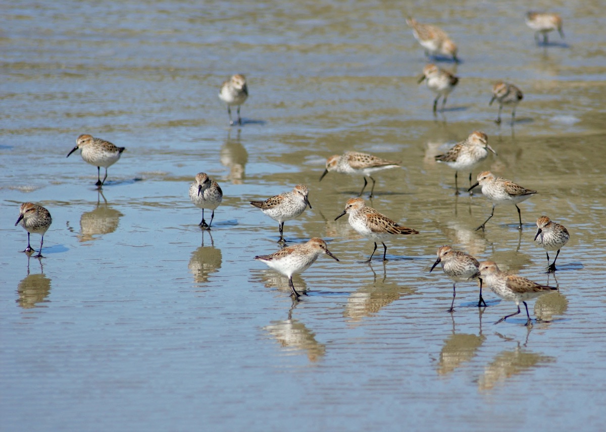 Western sandpipers feed and rest at Pacific Rim National Park Reserve. Western sandpipers feed and rest at Pacific Rim National Park Reserve.