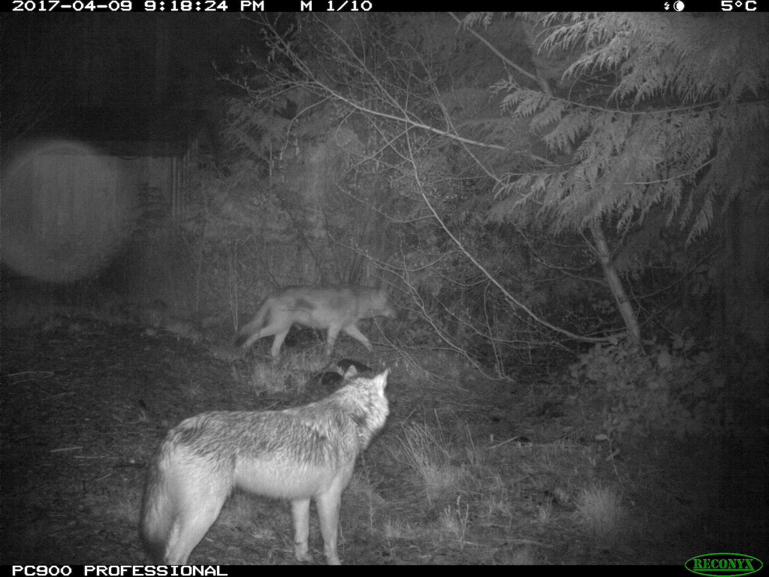 Wolves captured by wildlife cameras in Pacific Rim National Park Reserve. Wolves captured by wildlife cameras in Pacific Rim National Park Reserve.