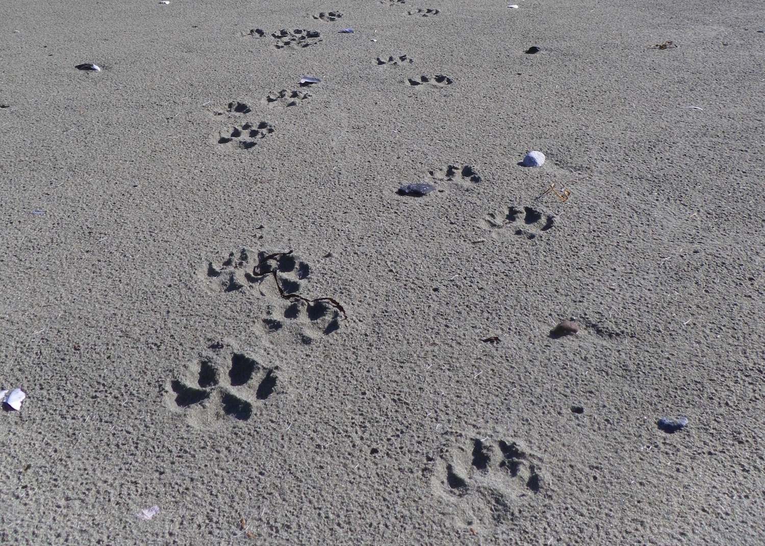 Wolf tracks in the sand on a Pacific Rim National Park Reserve beach. Wolf tracks in the sand on a Pacific Rim National Park Reserve beach.