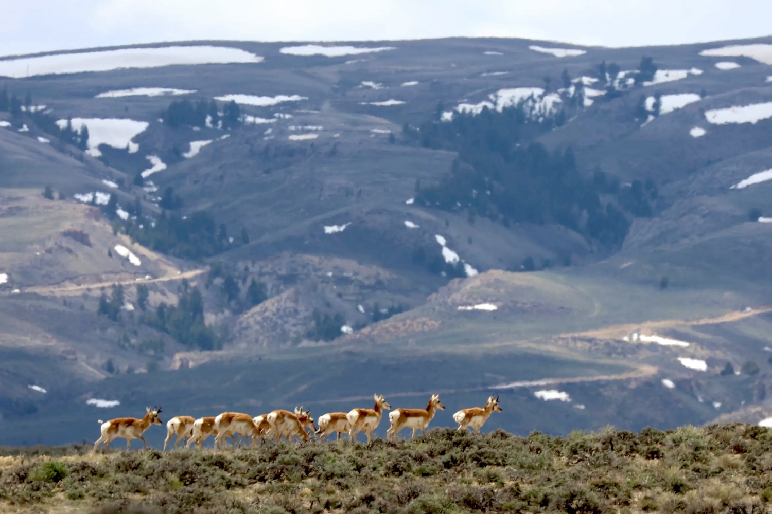 Pronghorn stand at the crest of a hill near the east slope of the Wyoming Range. (Mark Gocke/Wyoming Game and Fish Department) Pronghorn stand at the crest of a hill near the east slope of the Wyoming Range. (Mark Gocke/Wyoming Game and Fish Department)