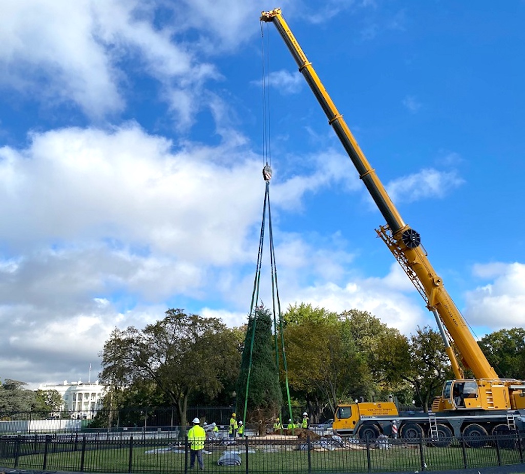 A new National Christmas Tree was planted in President's Park on Saturday. The tree branches were bound for transport and will be unbound over the next few days/NPS A new National Christmas Tree was planted in President's Park on Saturday. The tree branches were bound for transport and will be unbound over the next few days/NPS