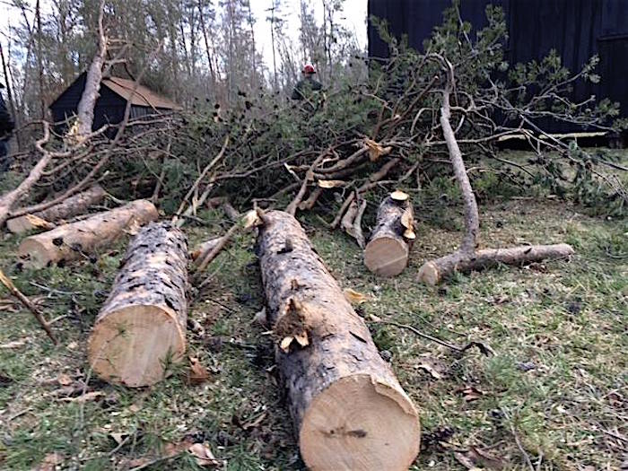 Park Service crews have cleared more than 600 trees in Prince William Forest Park/NPS
